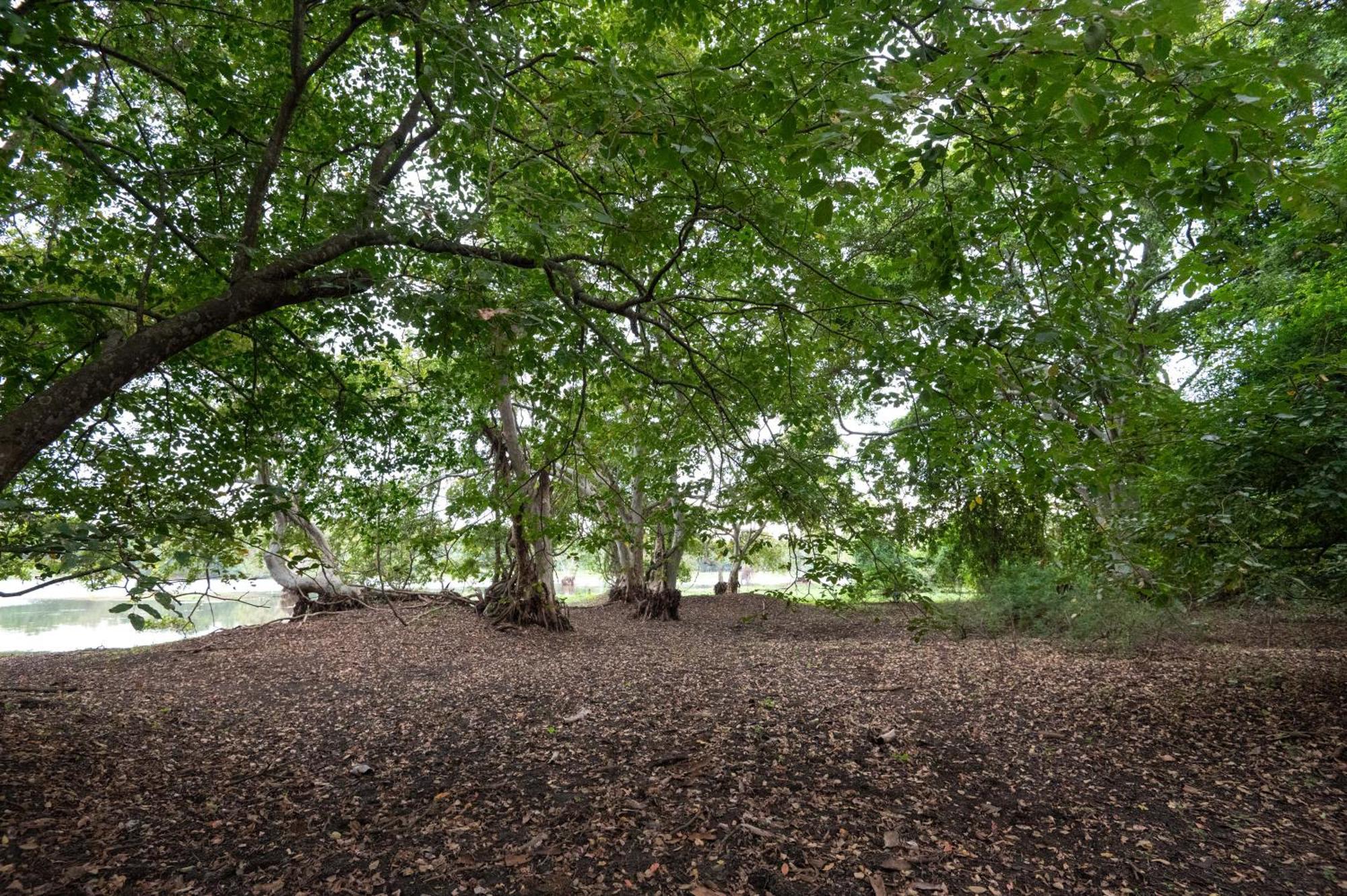 Ayurvedic Lanka Wellness Hotel Moragaswewa المظهر الخارجي الصورة